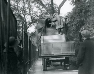 A young giraffe arriving at London Zoo